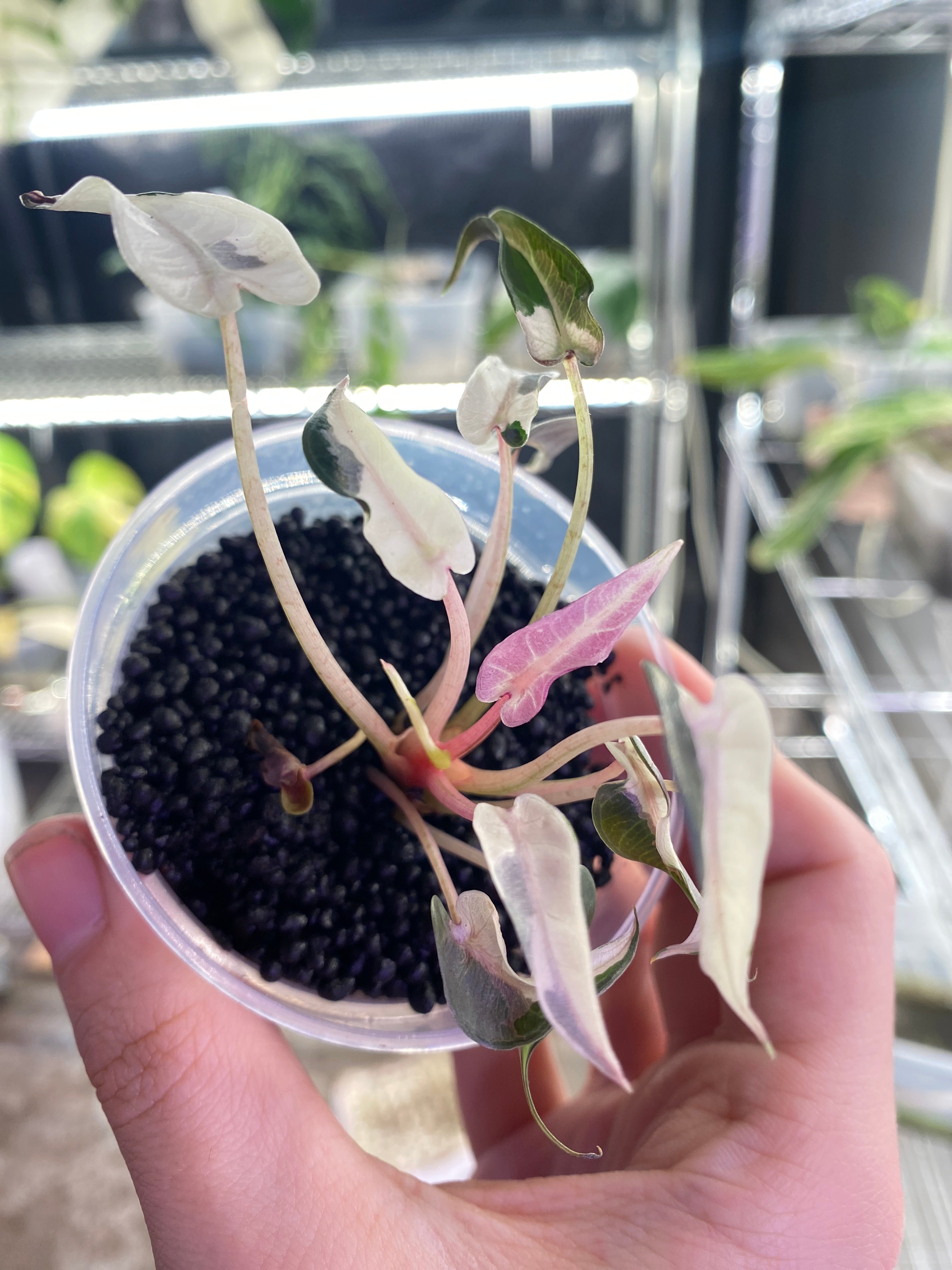 Pink/Albo Variegated Alocasia Bambino outlet