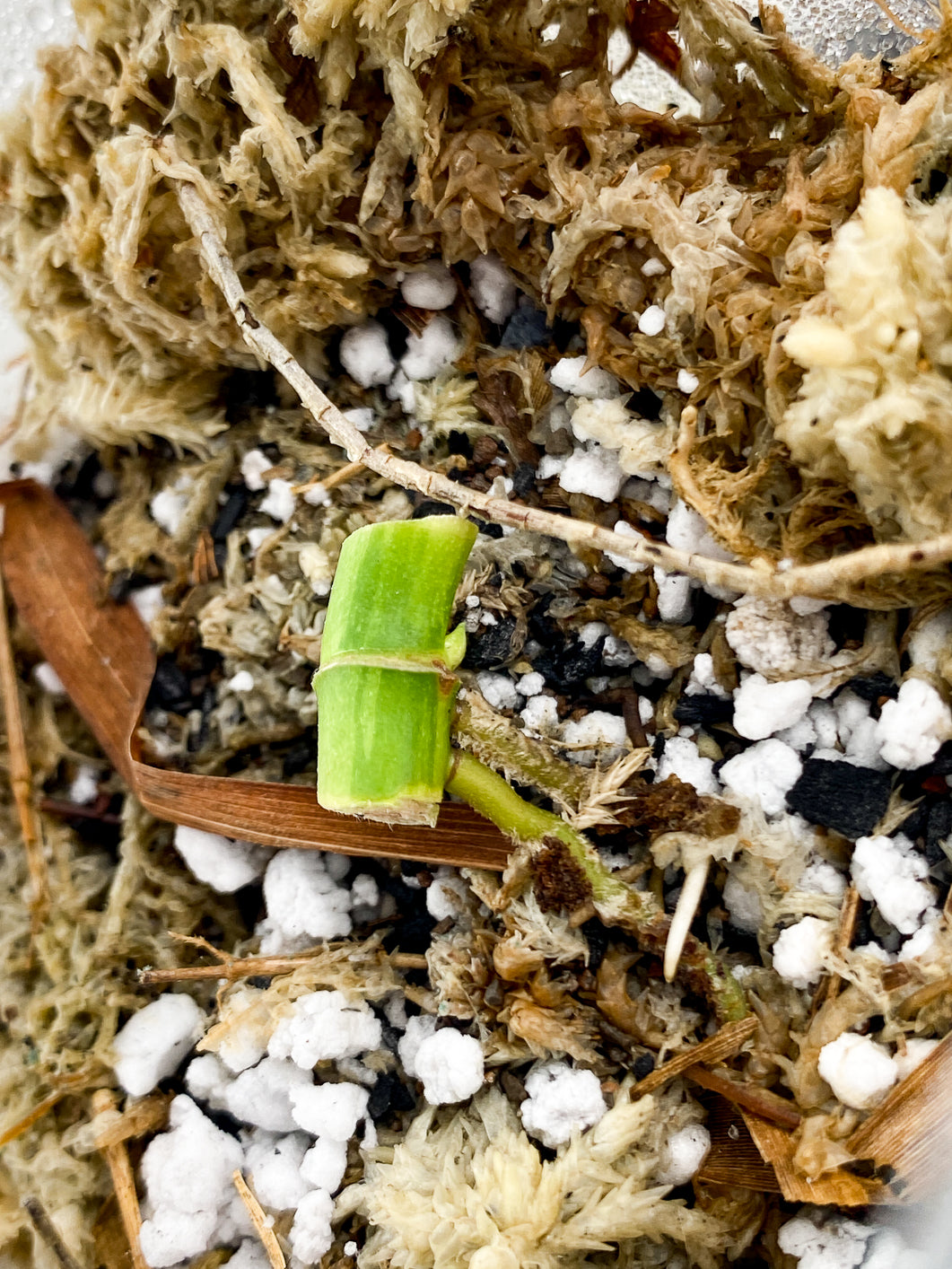 Grower's Choice: Monstera Adansonii Japanese Tricolor node