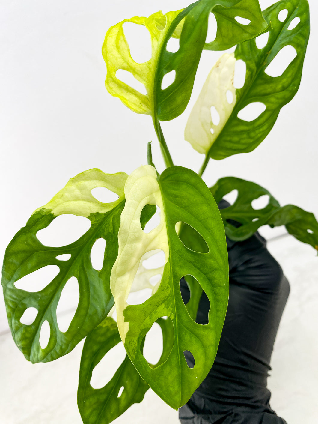 Monstera Adansonii Japanese Tricolor top cutting