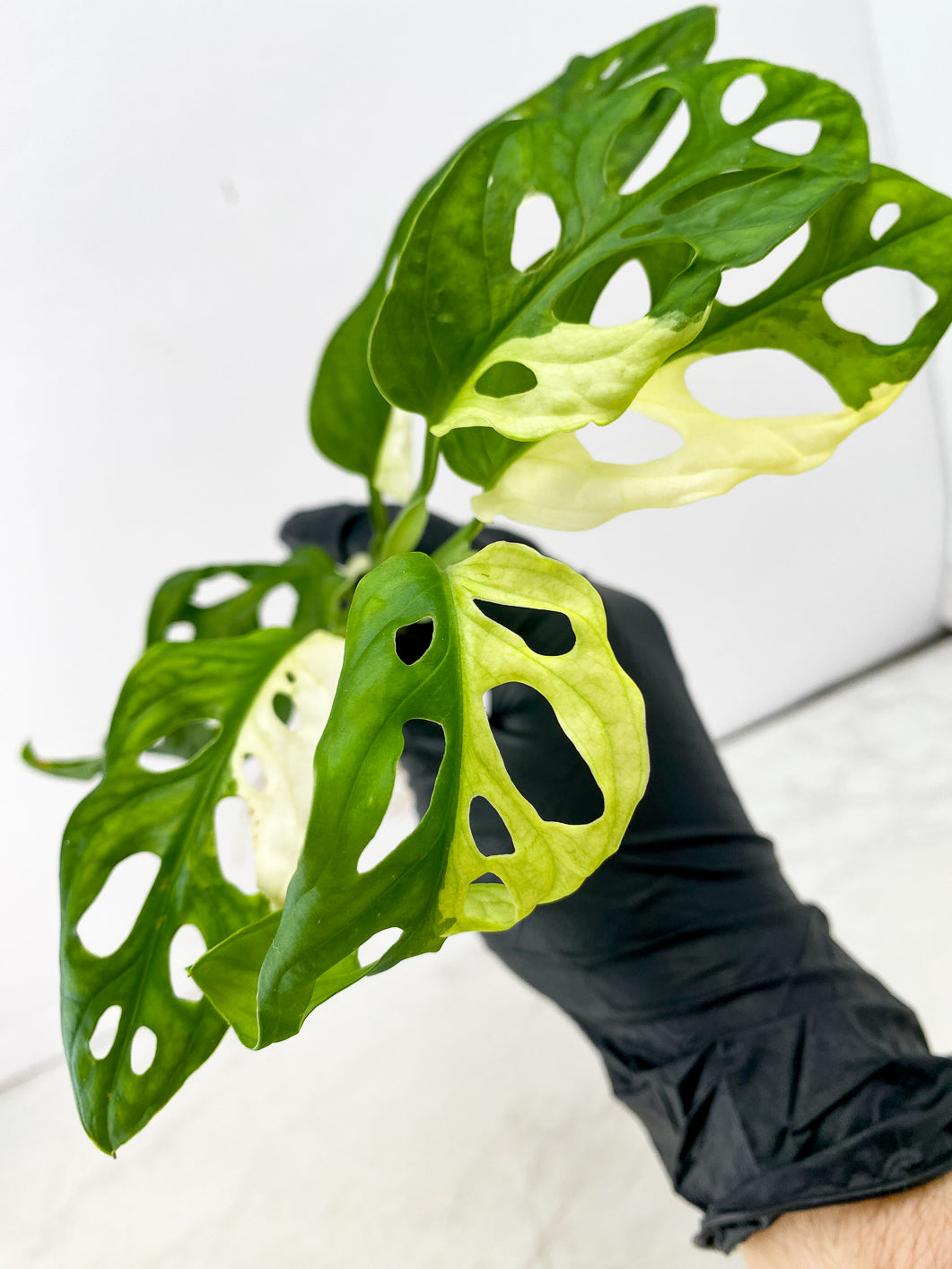 Monstera Adansonii Japanese Tricolor top cutting