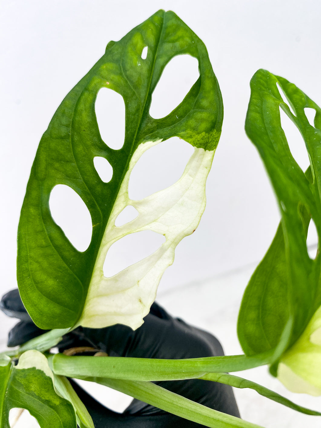 Monstera Adansonii Japanese Tricolor top cutting