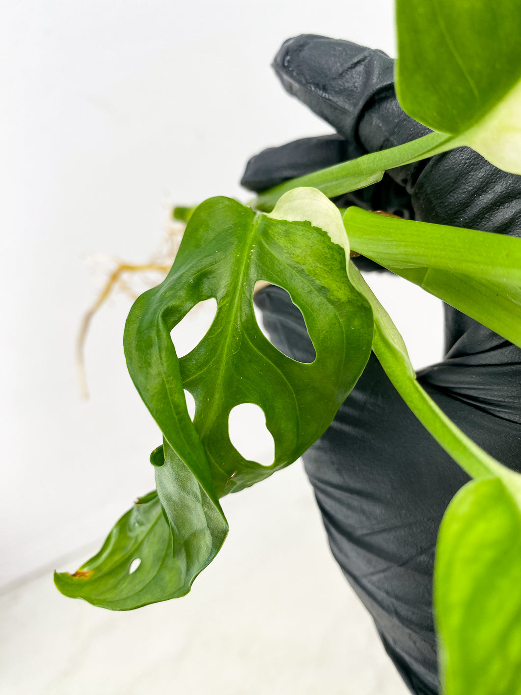 Monstera Adansonii Japanese Tricolor top cutting