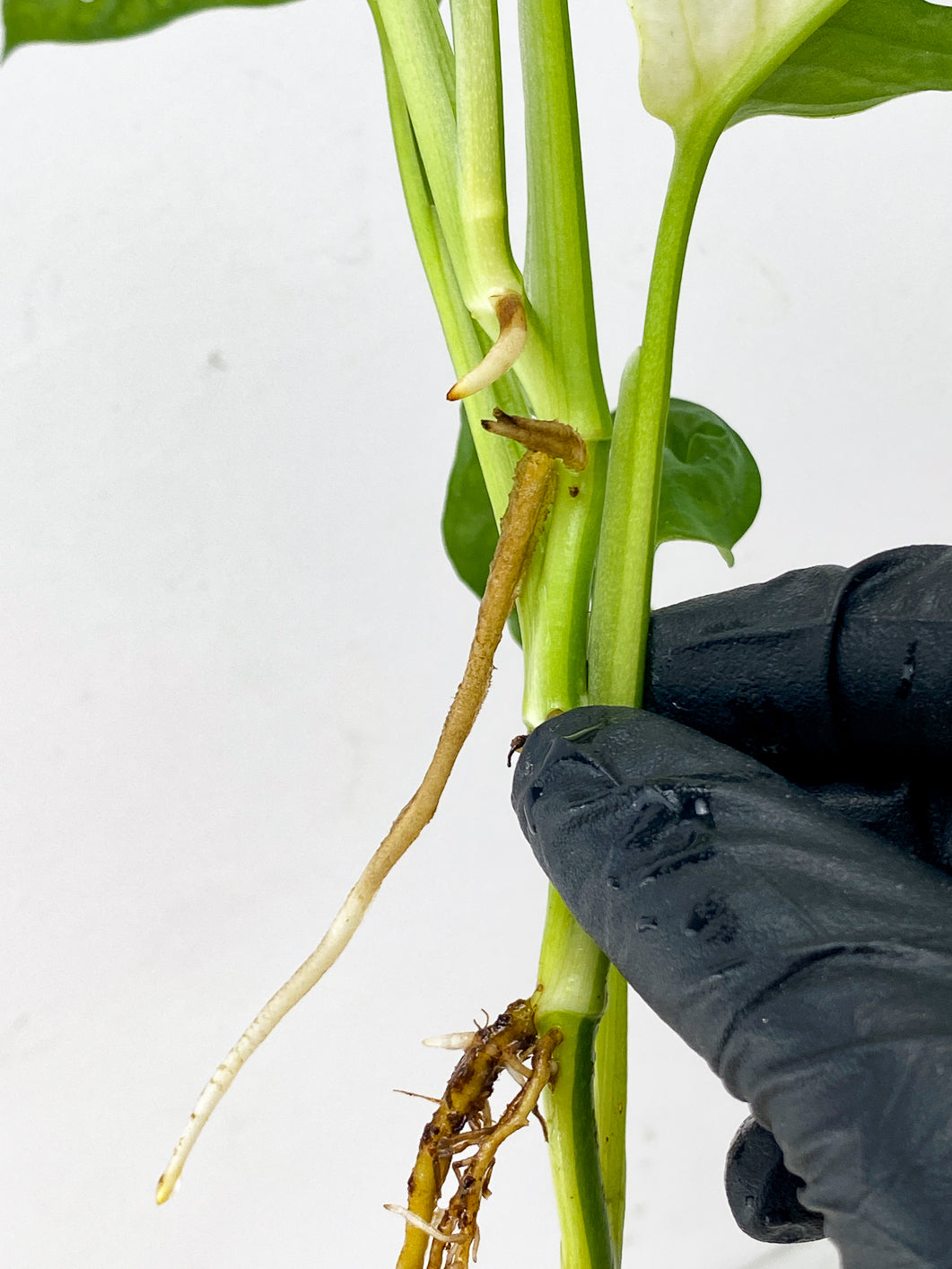 Monstera Adansonii Japanese Tricolor top cutting