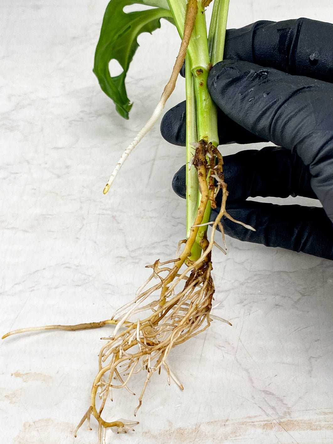 Monstera Adansonii Japanese Tricolor top cutting