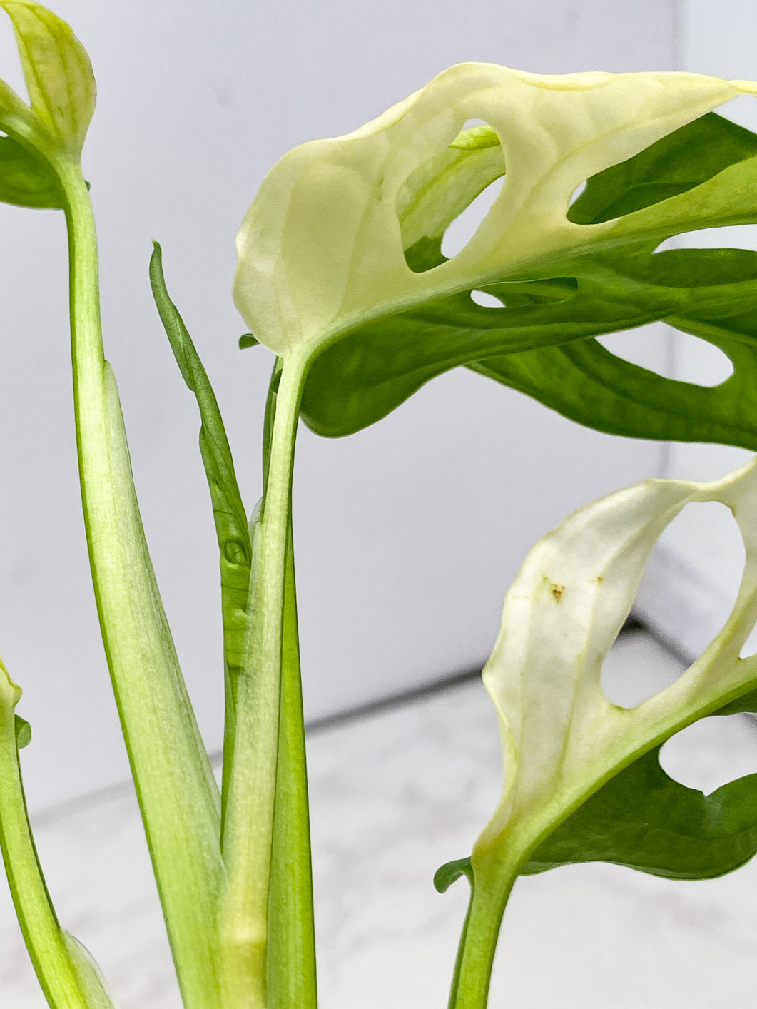 Monstera Adansonii Japanese Tricolor top cutting