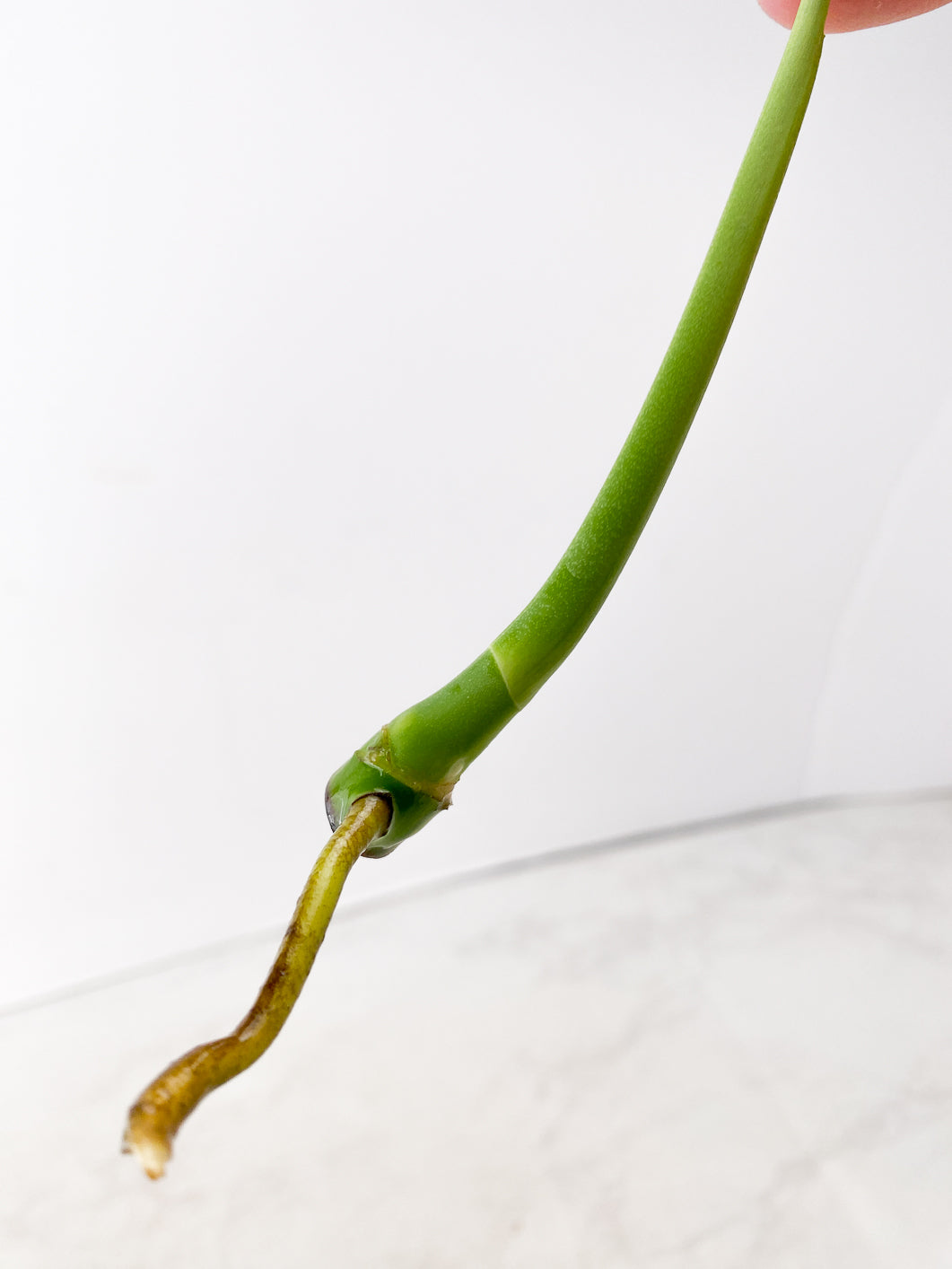 Monstera Aurea Tricolor node