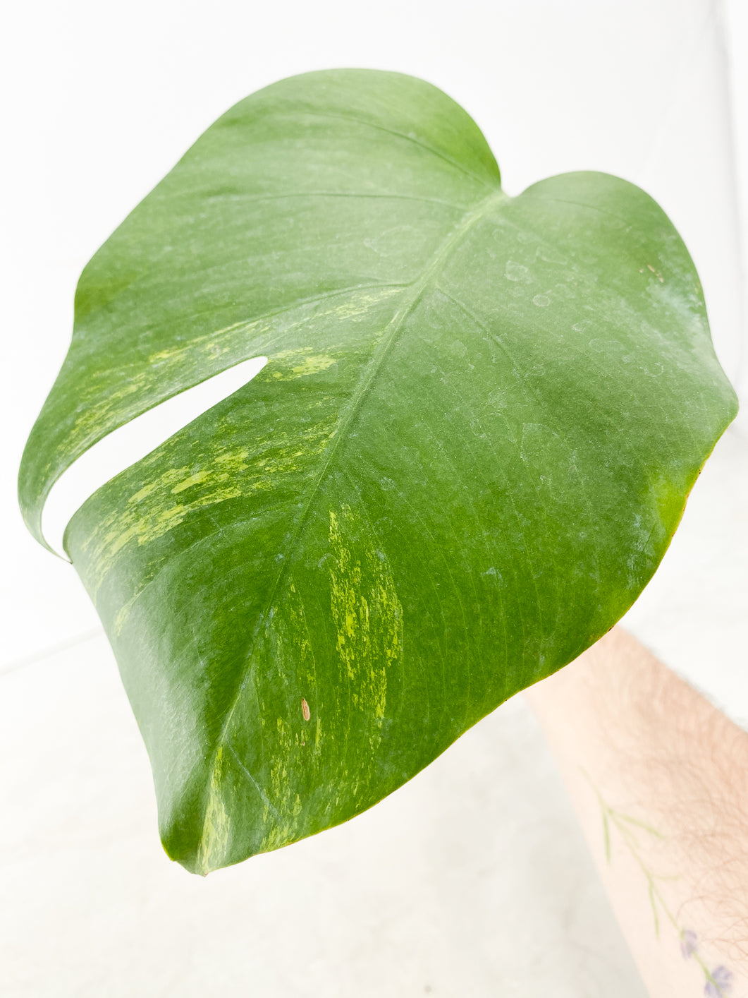 Monstera Aurea 1 leaf
