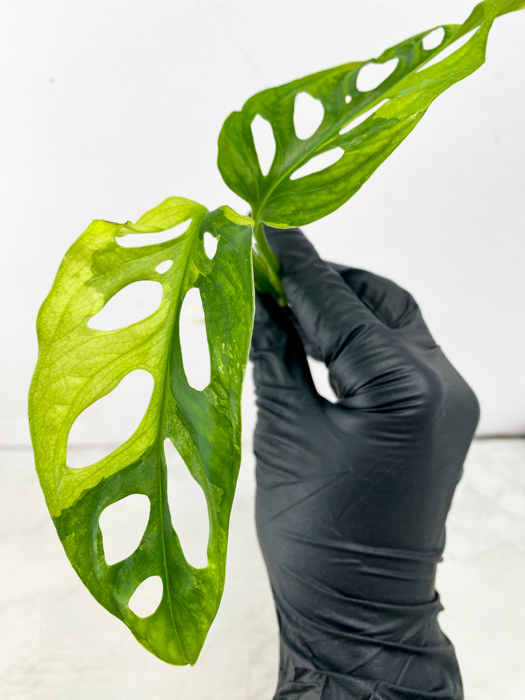 Monstera Adansonii Japanese Tricolor 2 leaves 1 new growth top cutting