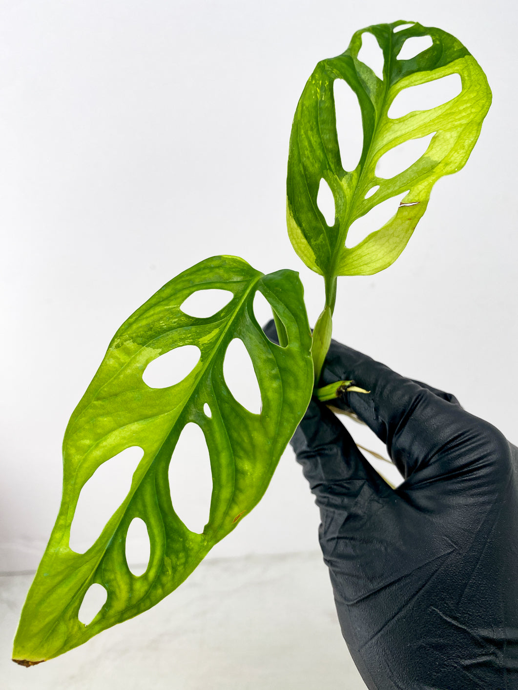 Monstera Adansonii Japanese Tricolor 2 leaves 1 new growth top cutting