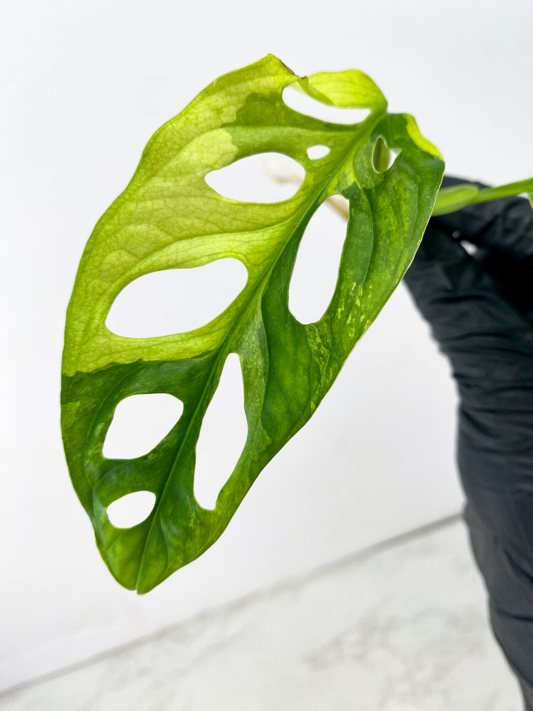 Monstera Adansonii Japanese Tricolor 2 leaves 1 new growth top cutting