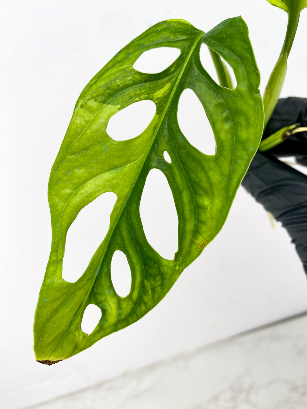 Monstera Adansonii Japanese Tricolor 2 leaves 1 new growth top cutting