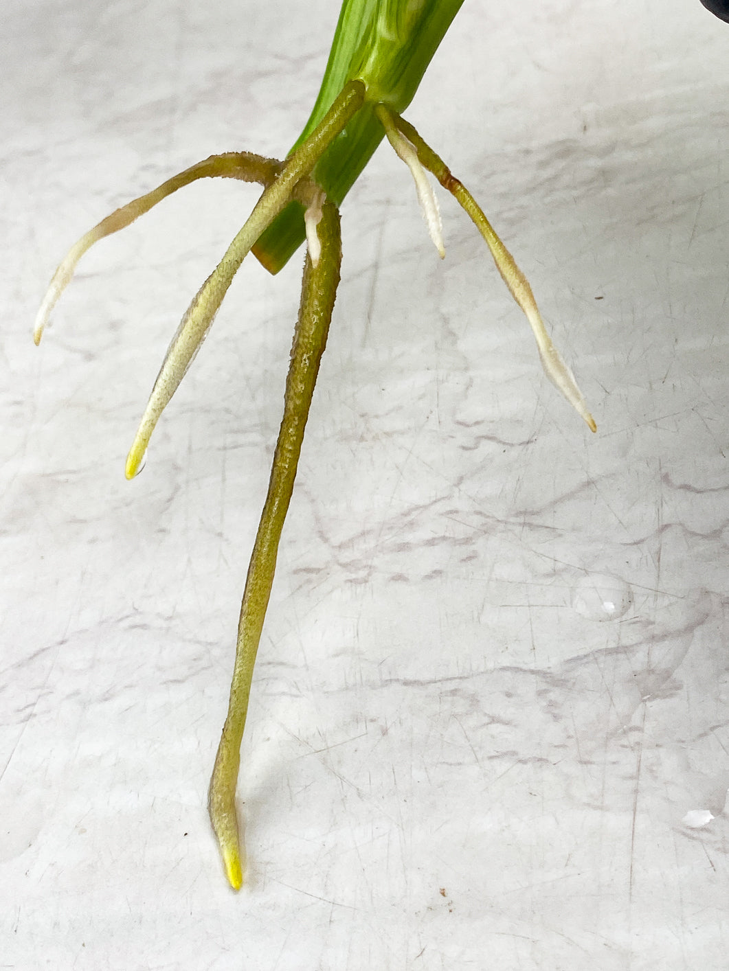 Monstera Adansonii Japanese Tricolor 2 leaves 1 new growth top cutting