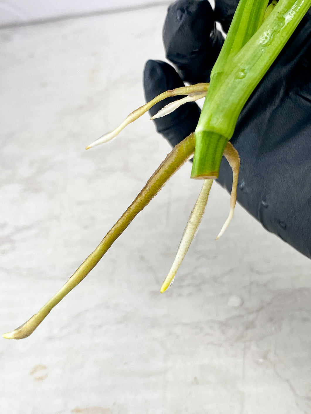 Monstera Adansonii Japanese Tricolor 2 leaves 1 new growth top cutting