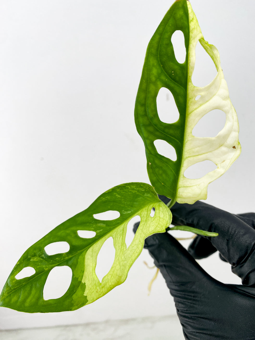 Monstera Adansonii Japanese Tricolor 2 leaves 1 unfurling top cutting