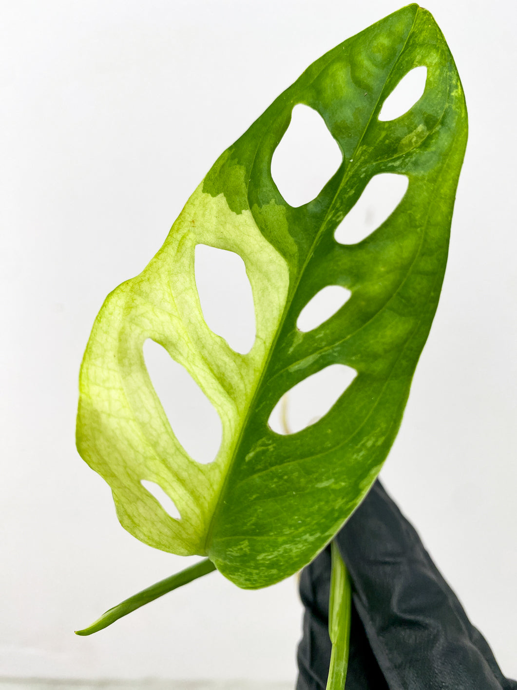 Monstera Adansonii Japanese Tricolor 2 leaves 1 unfurling top cutting