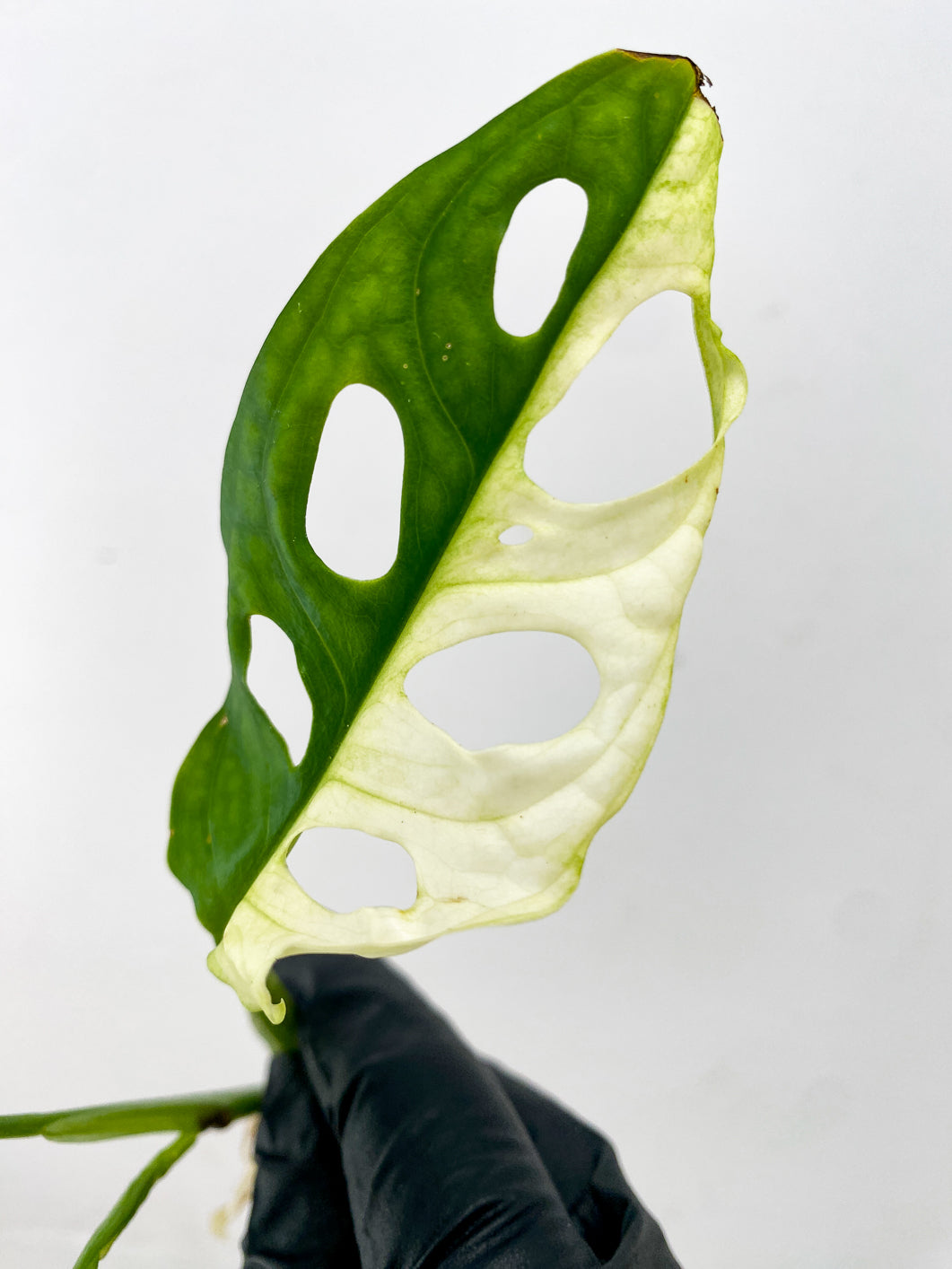 Monstera Adansonii Japanese Tricolor 2 leaves 1 unfurling top cutting