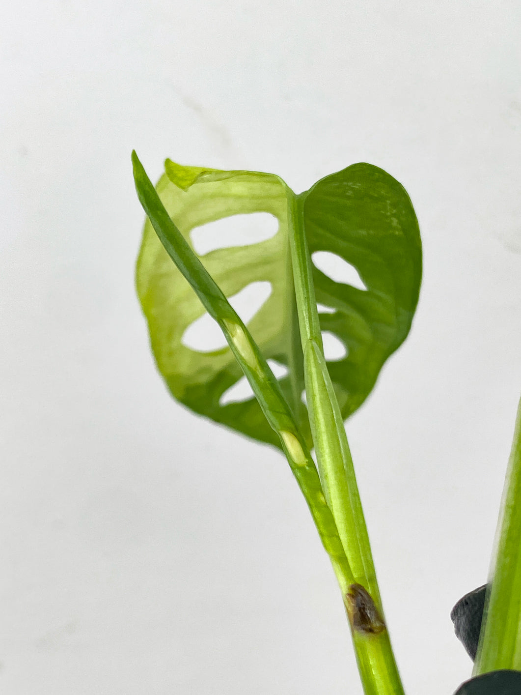 Monstera Adansonii Japanese Tricolor 2 leaves 1 unfurling top cutting