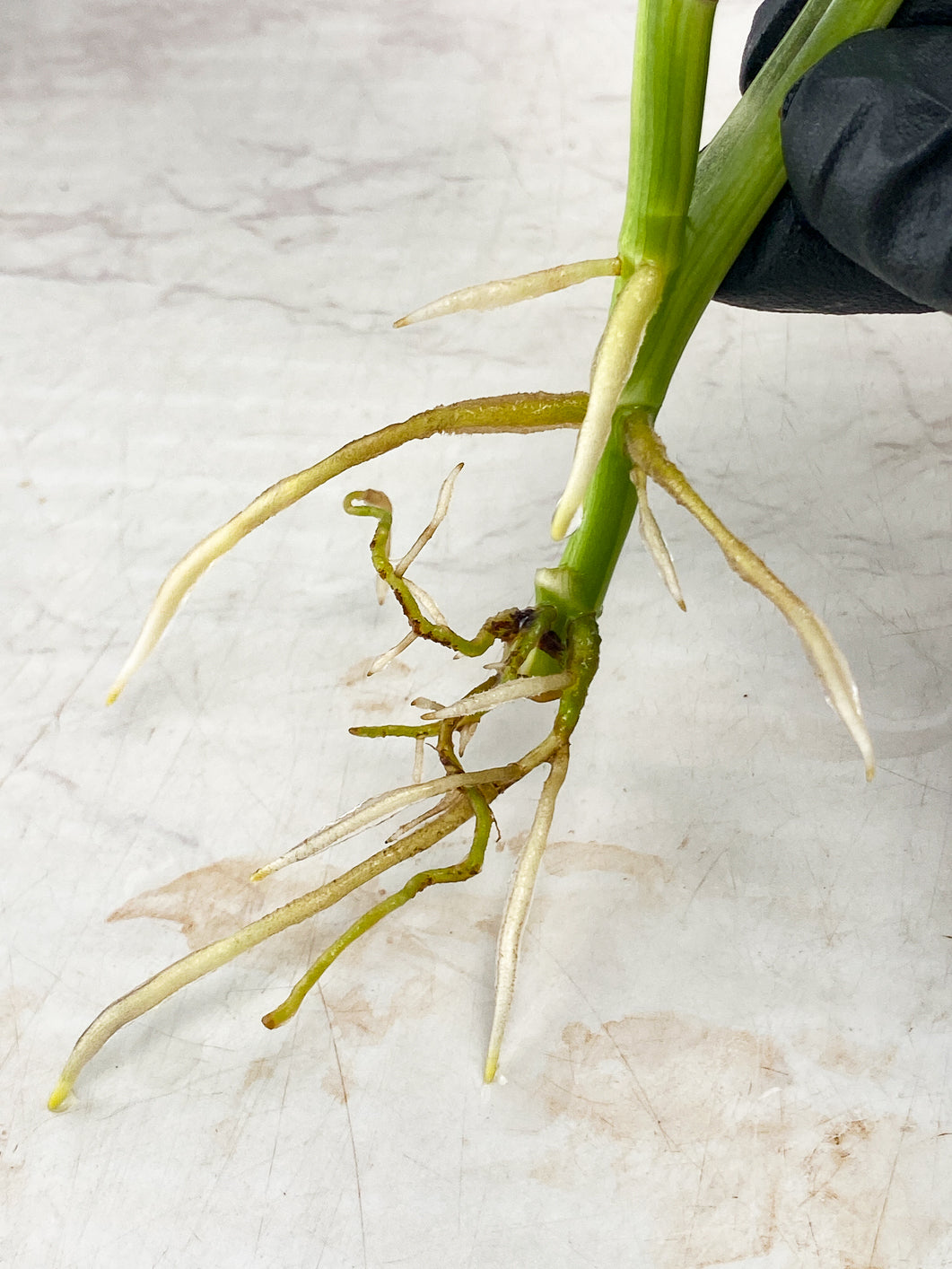 Monstera Adansonii Japanese Tricolor 2 leaves 1 unfurling top cutting