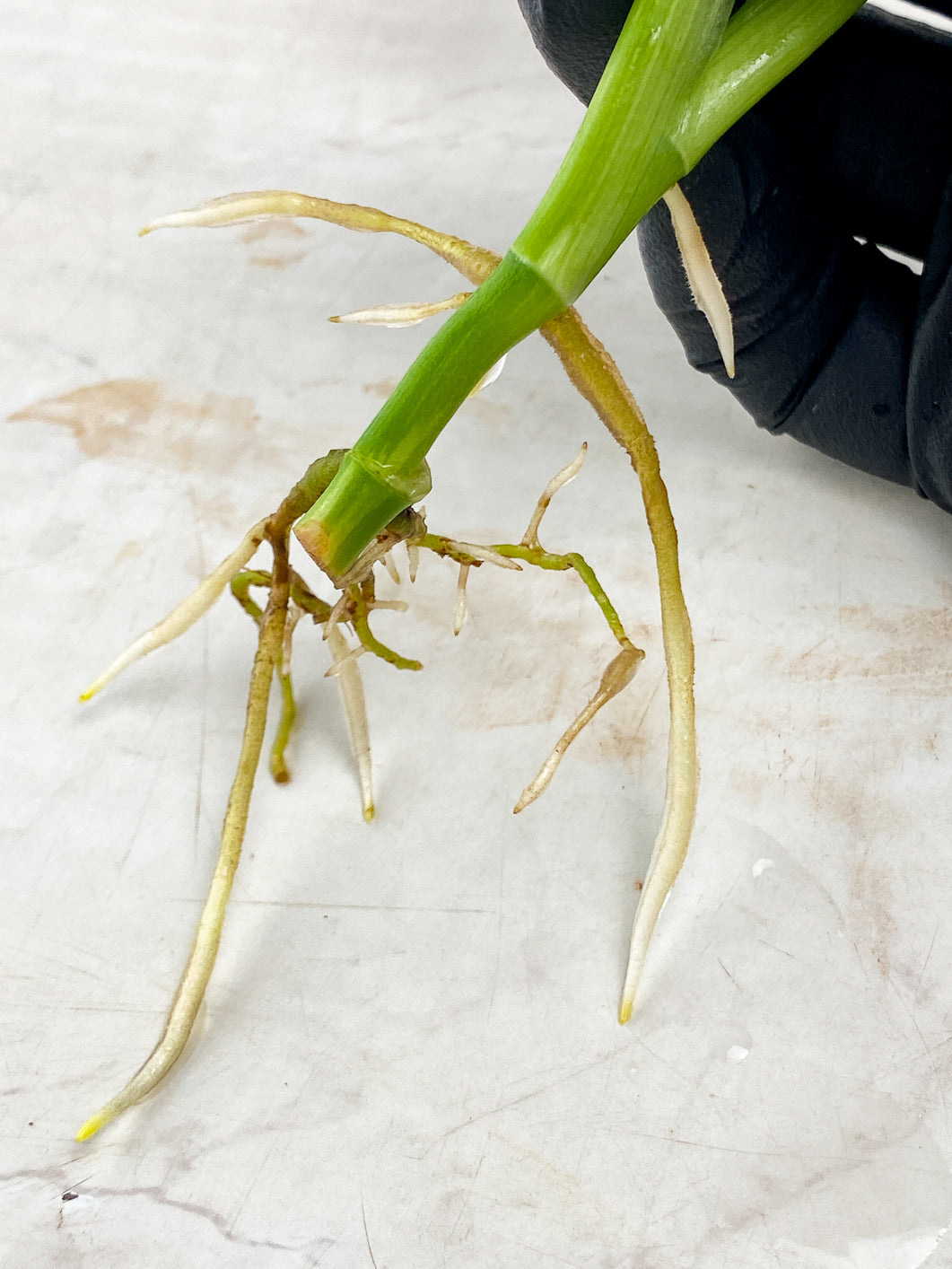 Monstera Adansonii Japanese Tricolor 2 leaves 1 unfurling top cutting