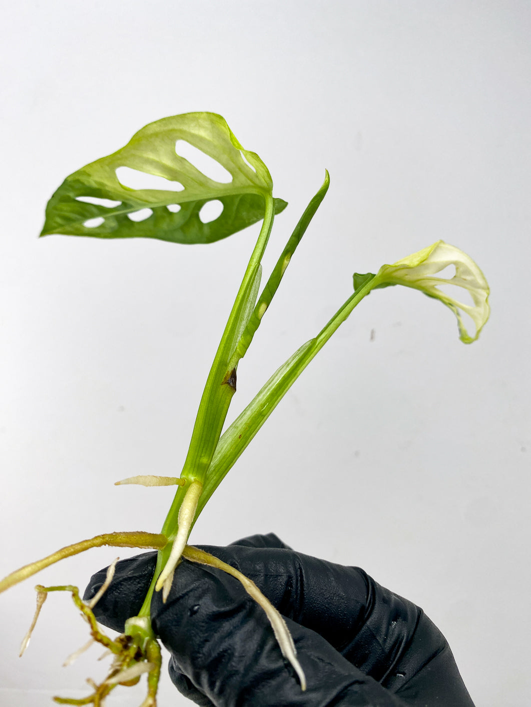 Monstera Adansonii Japanese Tricolor 2 leaves 1 unfurling top cutting