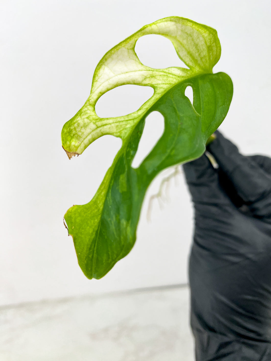 Monstera Adansonii Japanese Tricolor 1 leaf