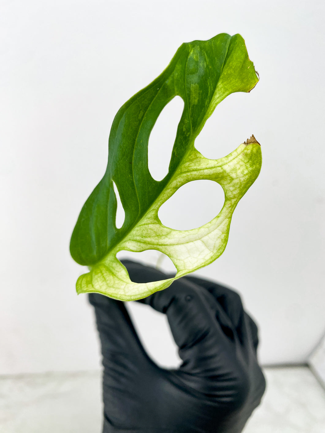 Monstera Adansonii Japanese Tricolor 1 leaf