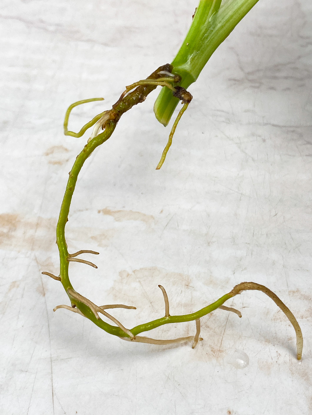 Monstera Adansonii Japanese Tricolor 1 leaf