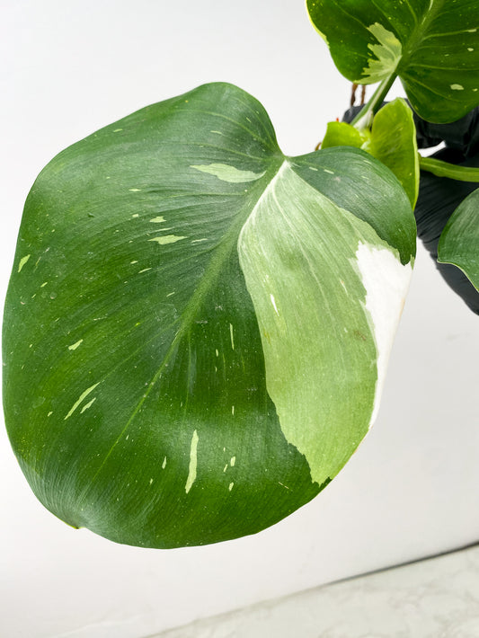 Philodendron White Wizard Marble 3 leaves 1 unfurling top cutting