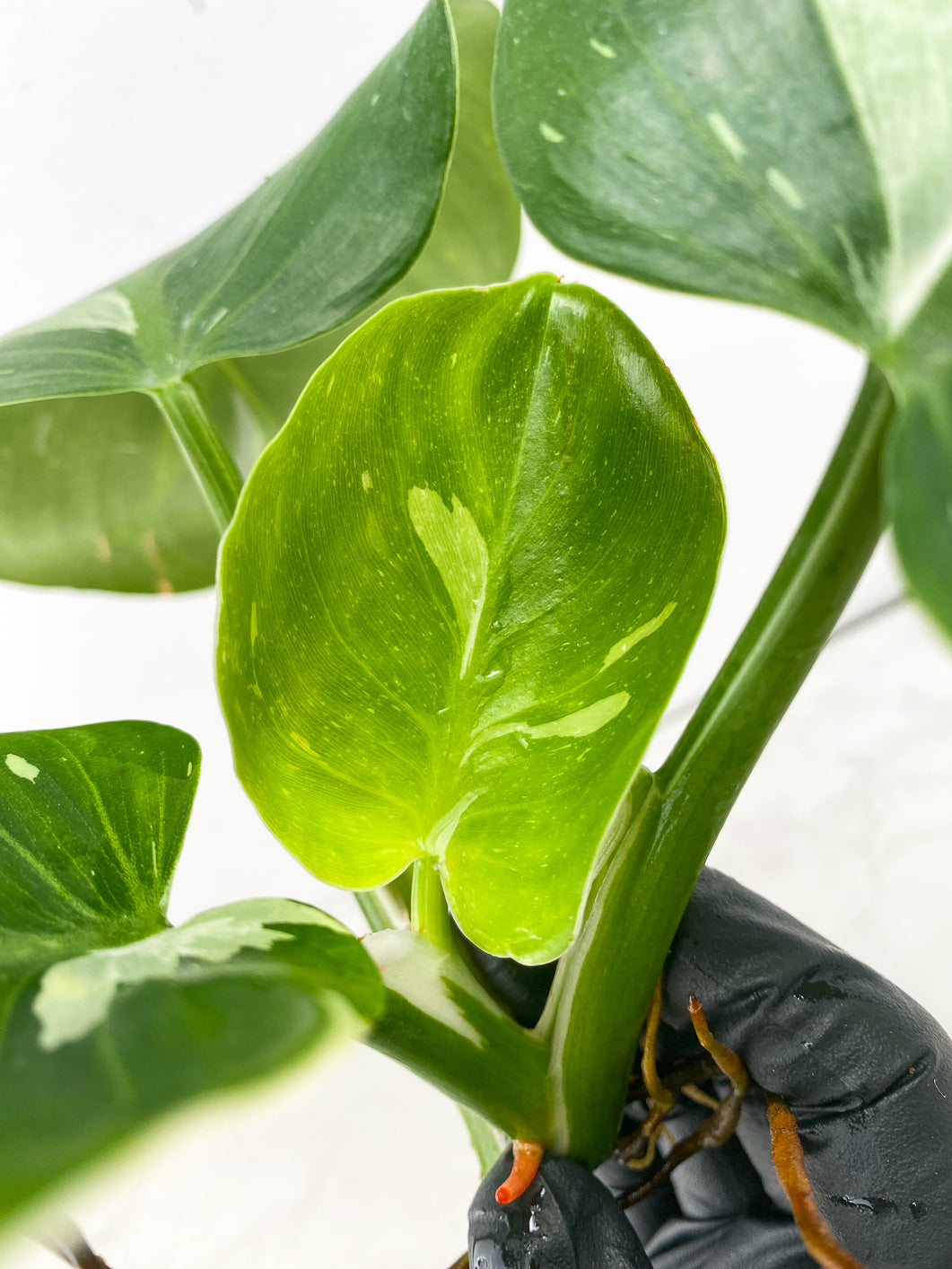 Philodendron White Wizard Marble 3 leaves 1 unfurling top cutting