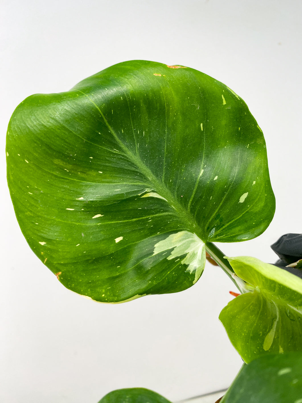 Philodendron White Wizard Marble 3 leaves 1 unfurling top cutting