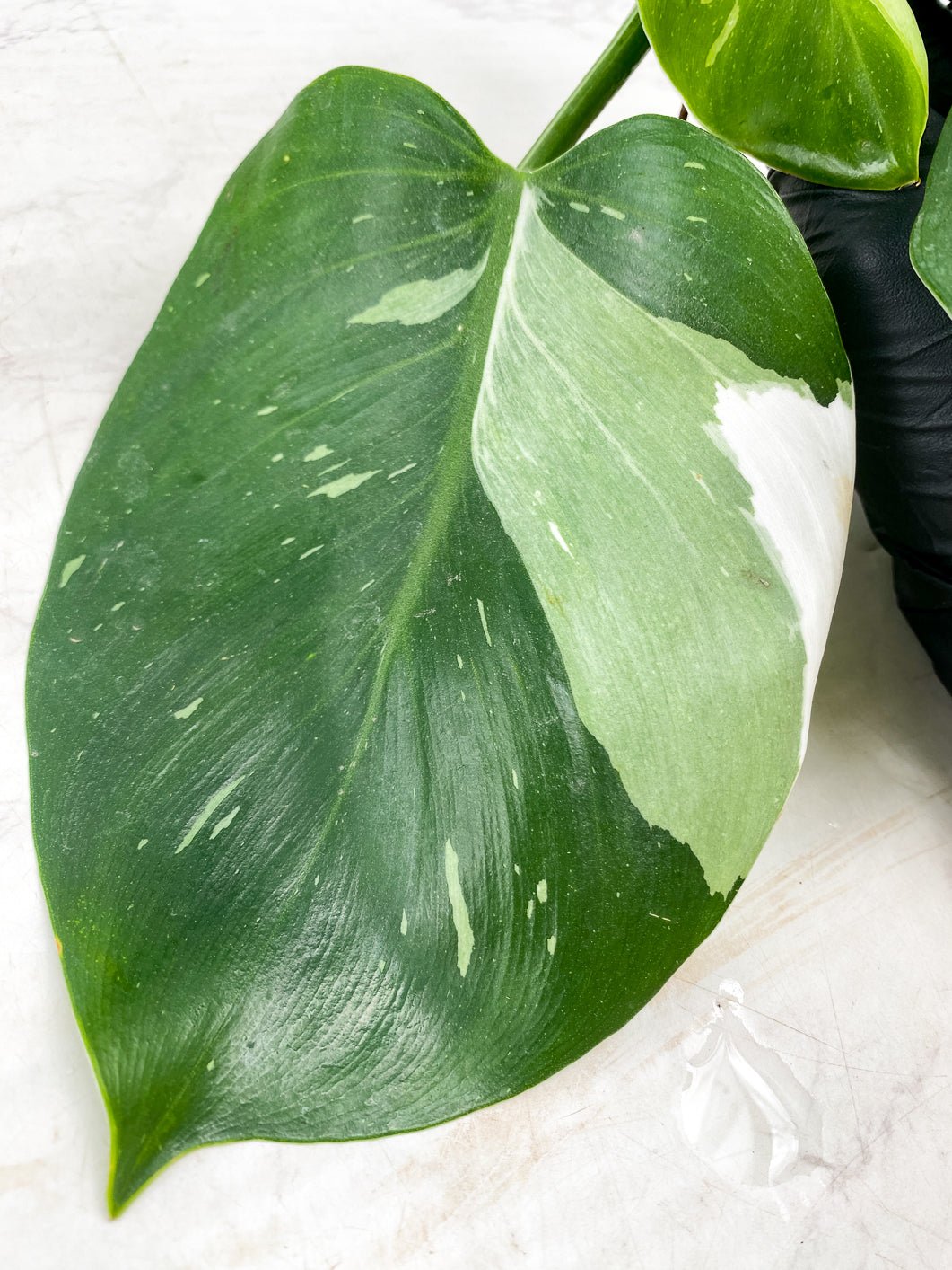 Philodendron White Wizard Marble 3 leaves 1 unfurling top cutting