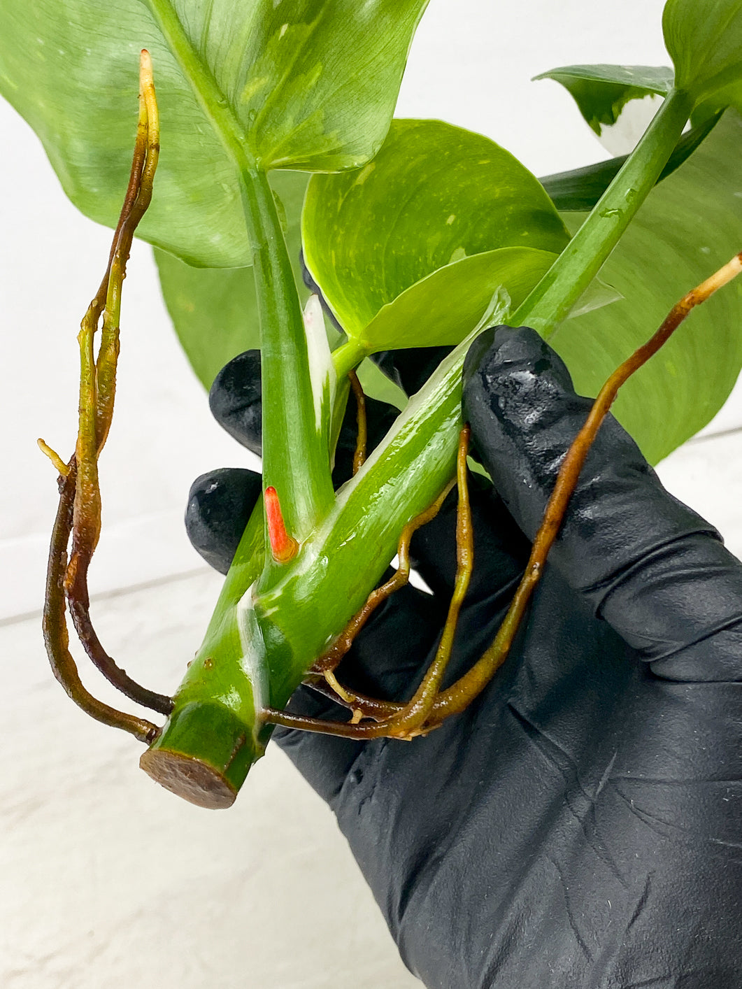 Philodendron White Wizard Marble 3 leaves 1 unfurling top cutting