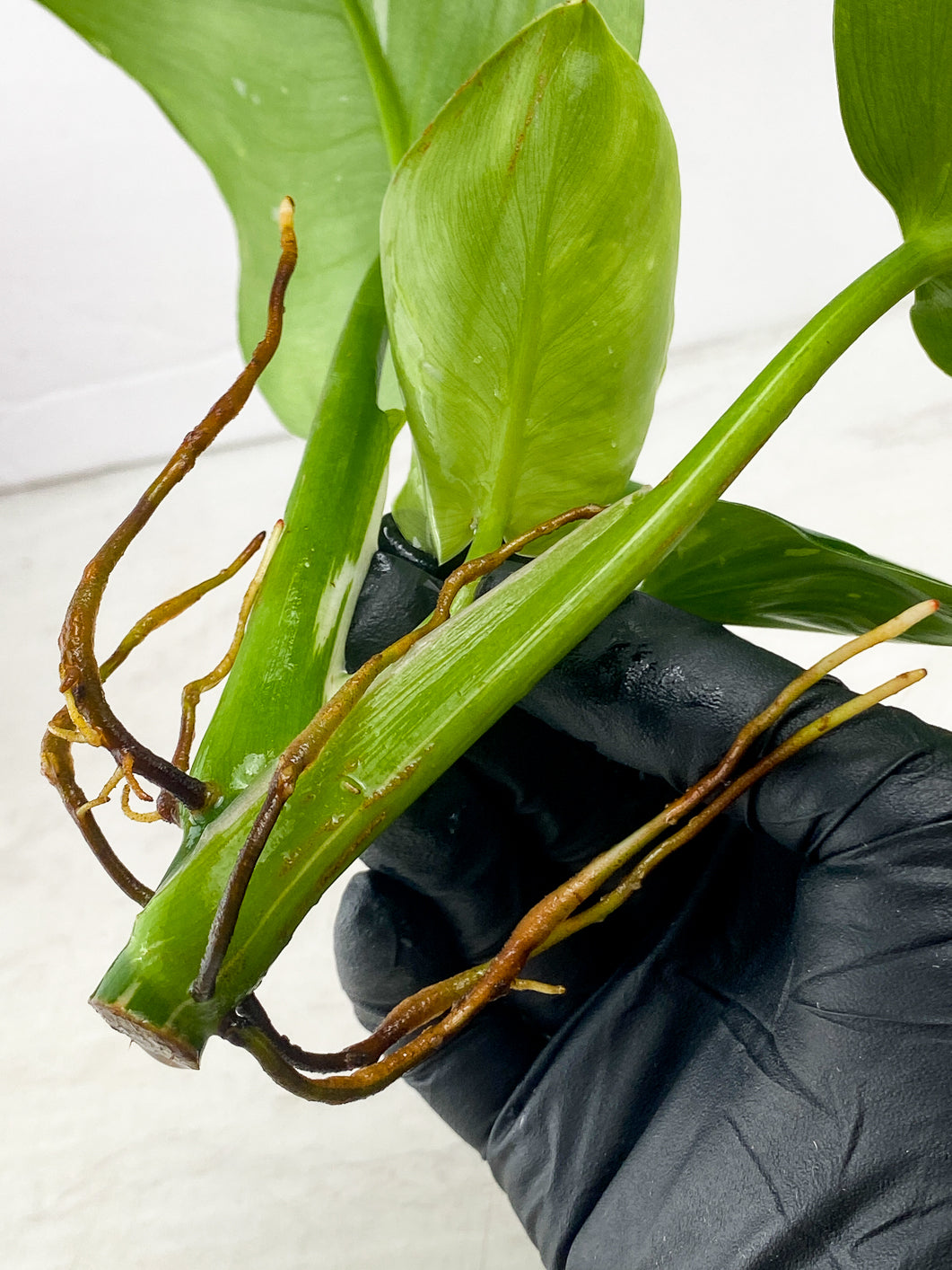 Philodendron White Wizard Marble 3 leaves 1 unfurling top cutting