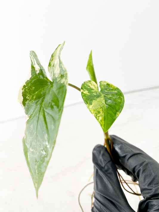 Syngonium Aurea 3 leaves