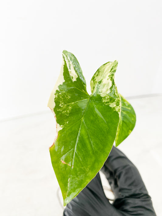 Syngonium Aurea 3 leaves