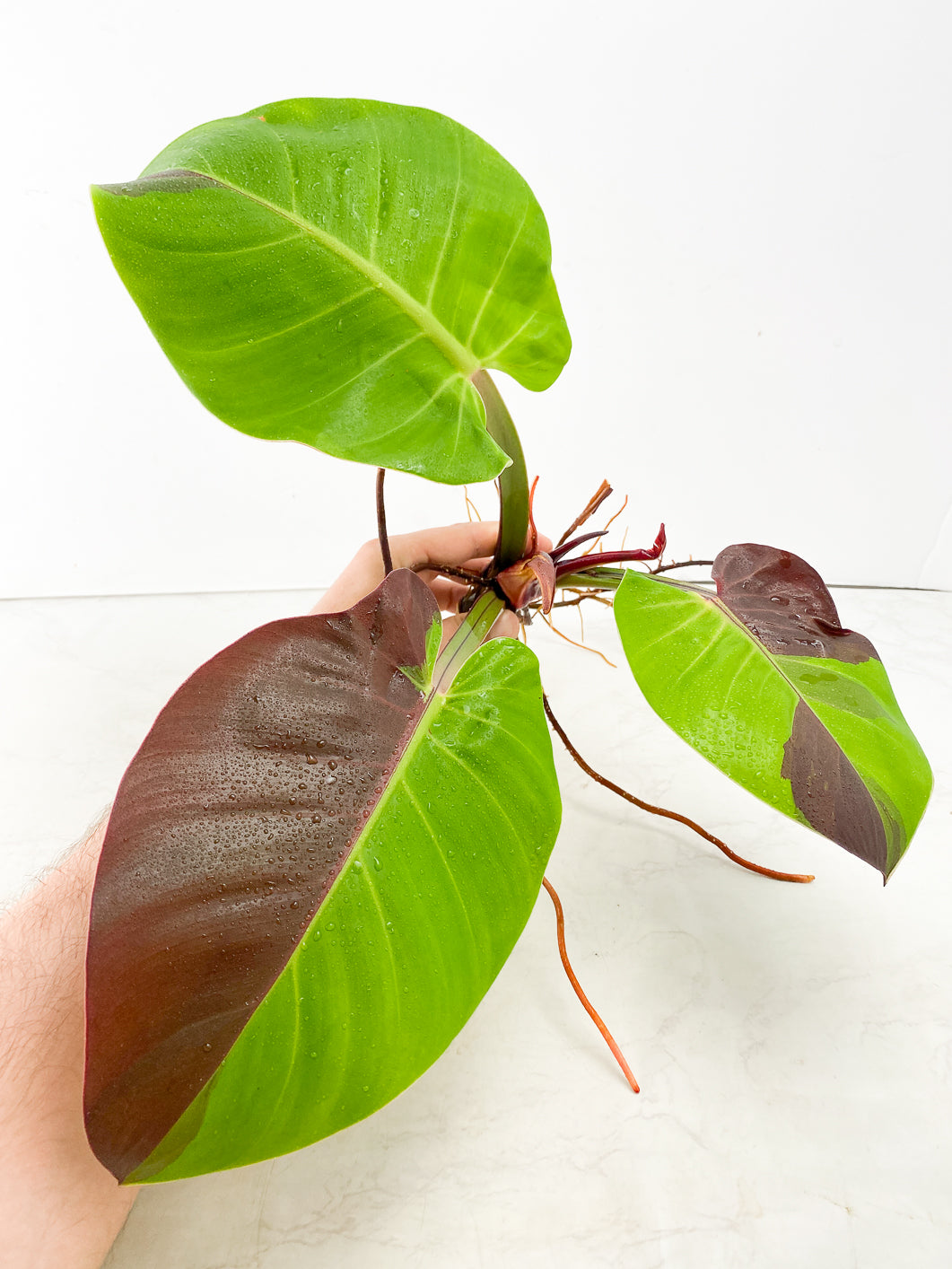 Philodendron Red Moon 3 leaf Top Cutting highly Variegated Clone