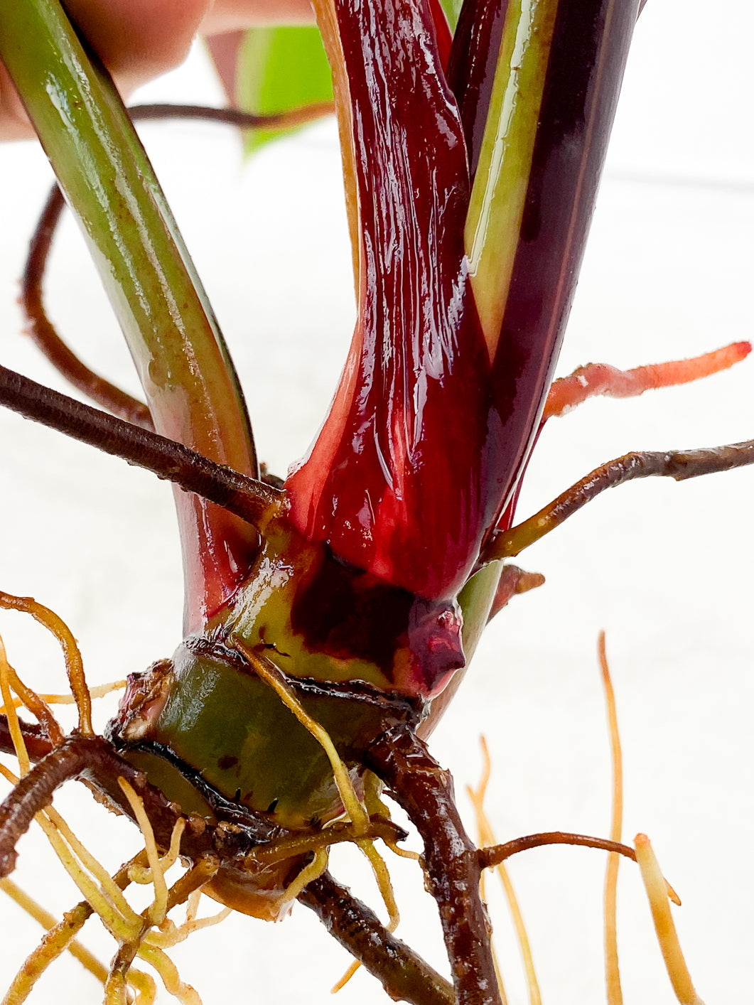 Philodendron Red Moon 3 leaf Top Cutting highly Variegated Clone