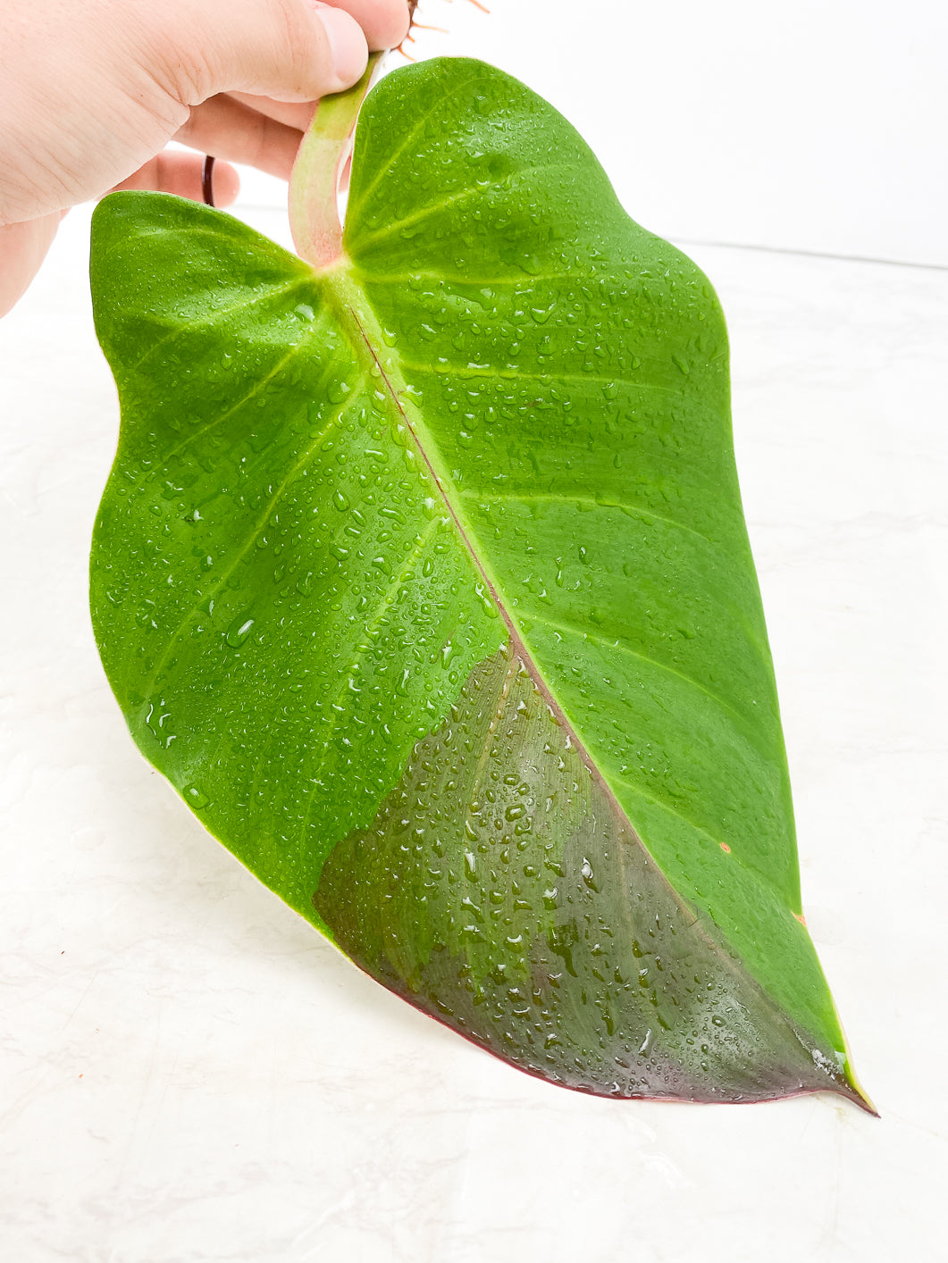 Philodendron Red Moon 1 leaf