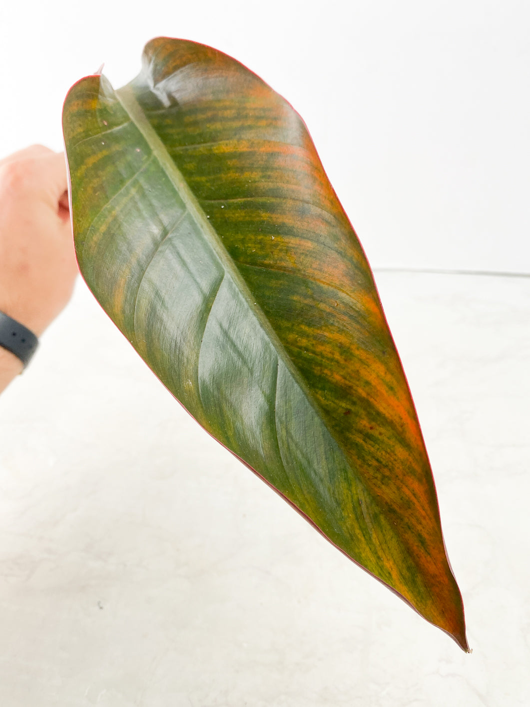 Philodendron Fire Bird 1 leaf