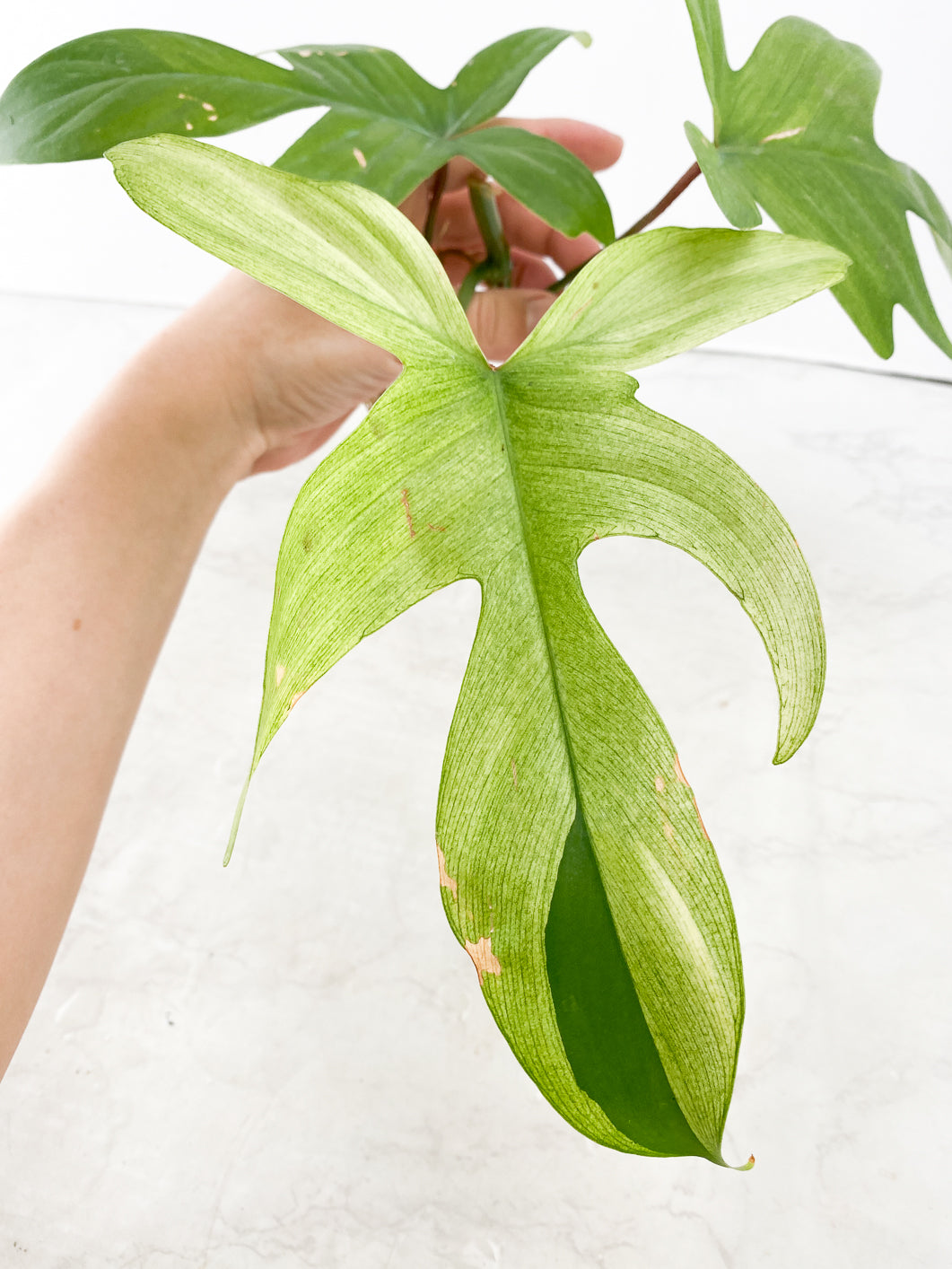 Philodendron Florida Ghost Mint variegated 3 leaf