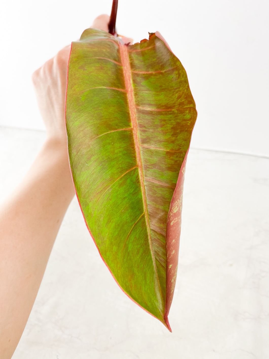 Philodendron Prince of Orange  Variegated Top Cutting 1 leaf 1 sprout