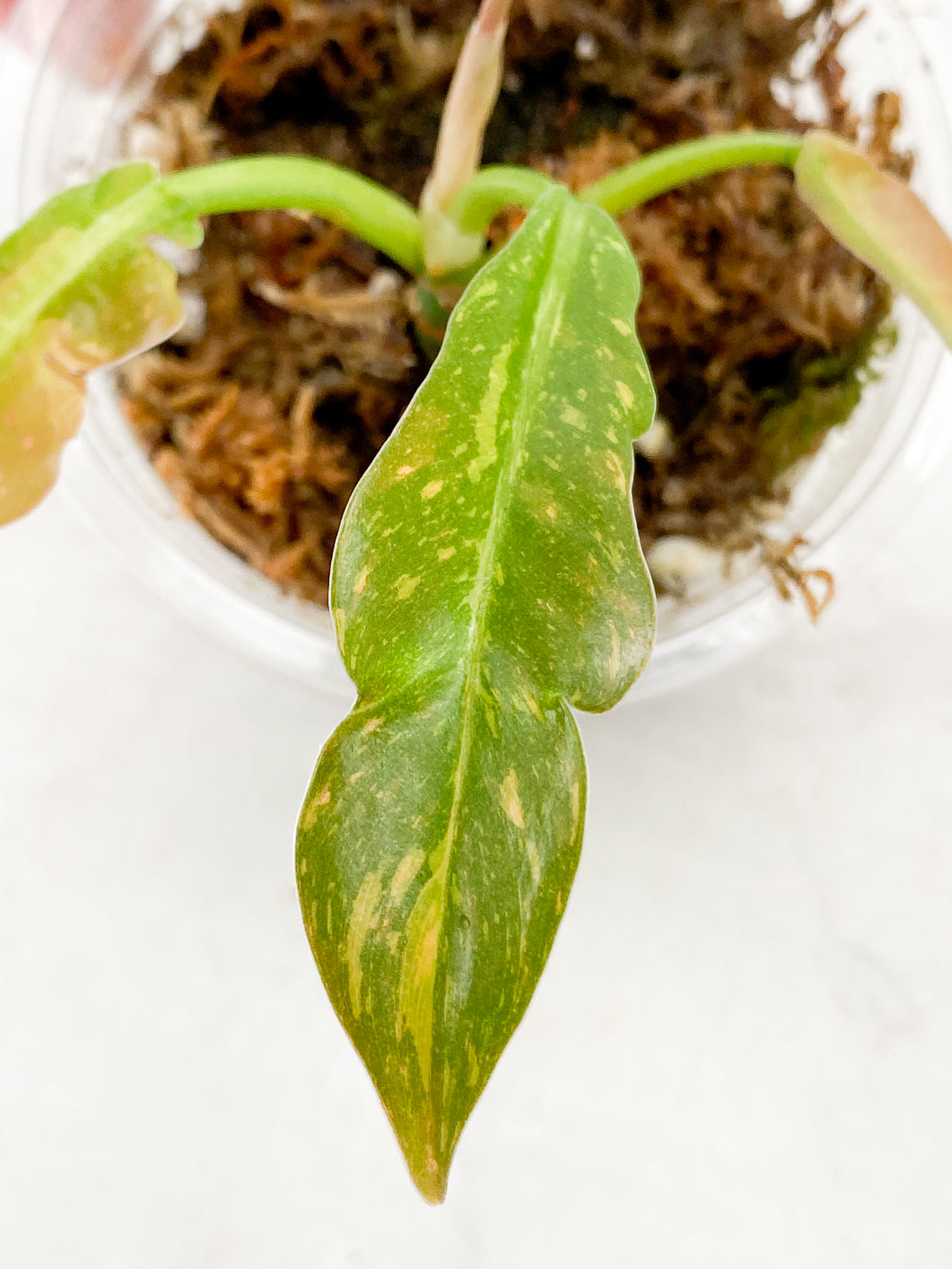 Philodendron Ring Of Fire 3 leaf multiple node