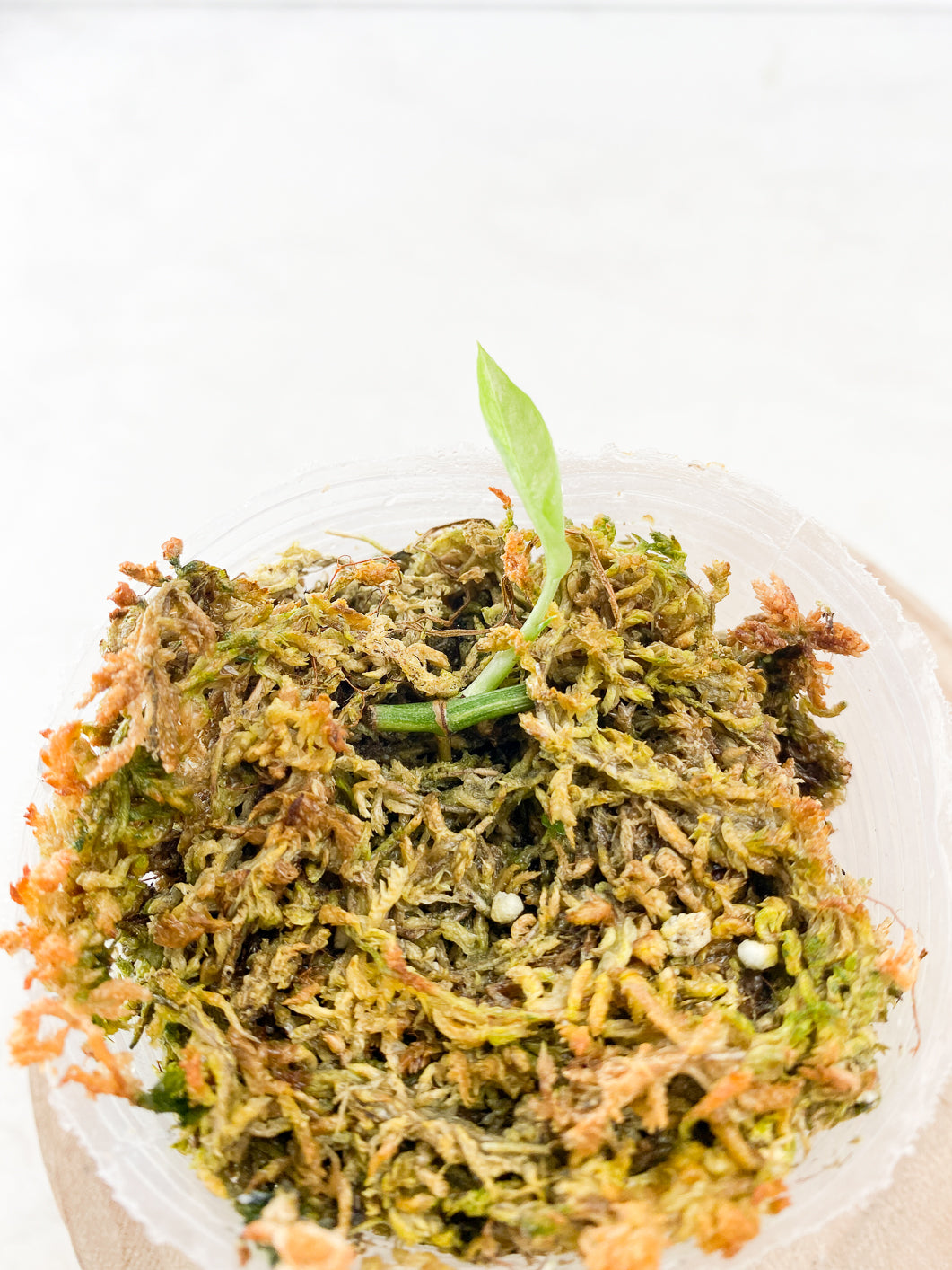 Epipremnum Hanoman Sp Bali rooting node with small leaf