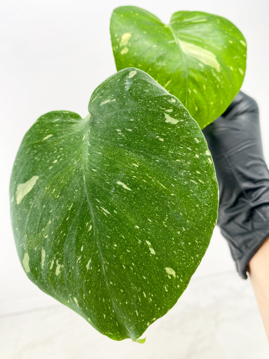 Monstera Thai Constellation 2 leaf top cutting