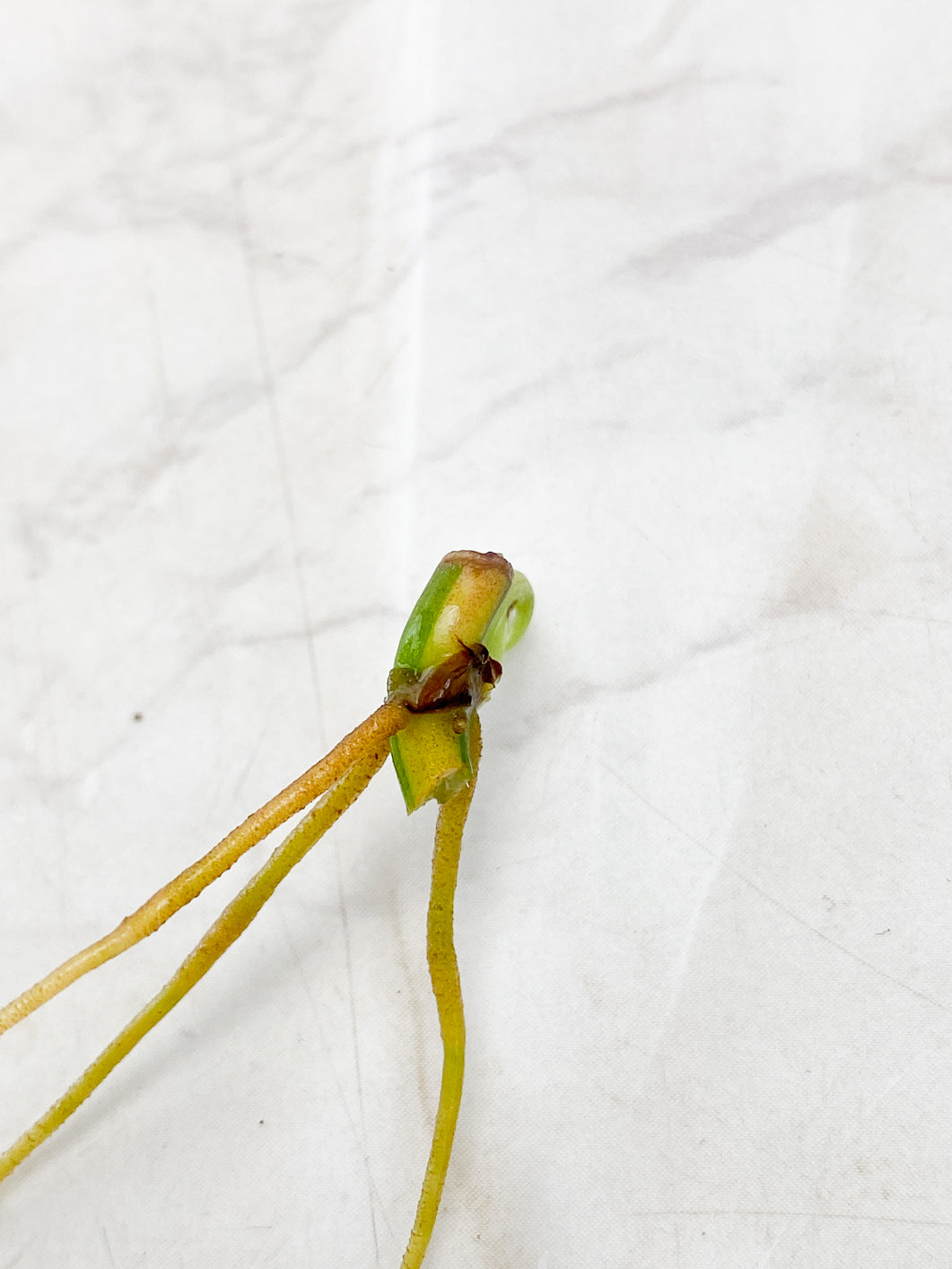 Philodendron Micans Variegated 1 sprout rooting node