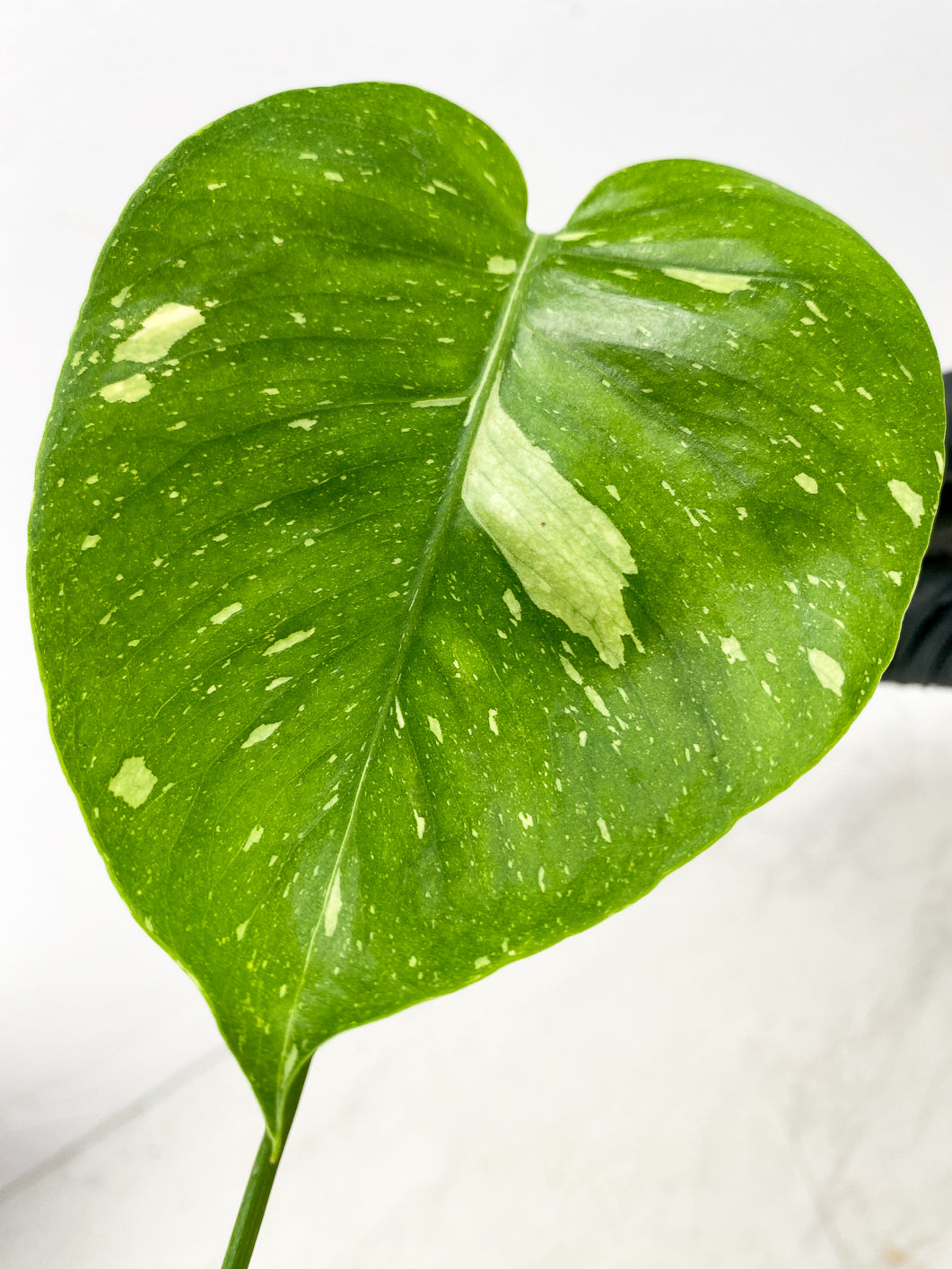 Monstera Thai Constellation 2 leaf top cutting