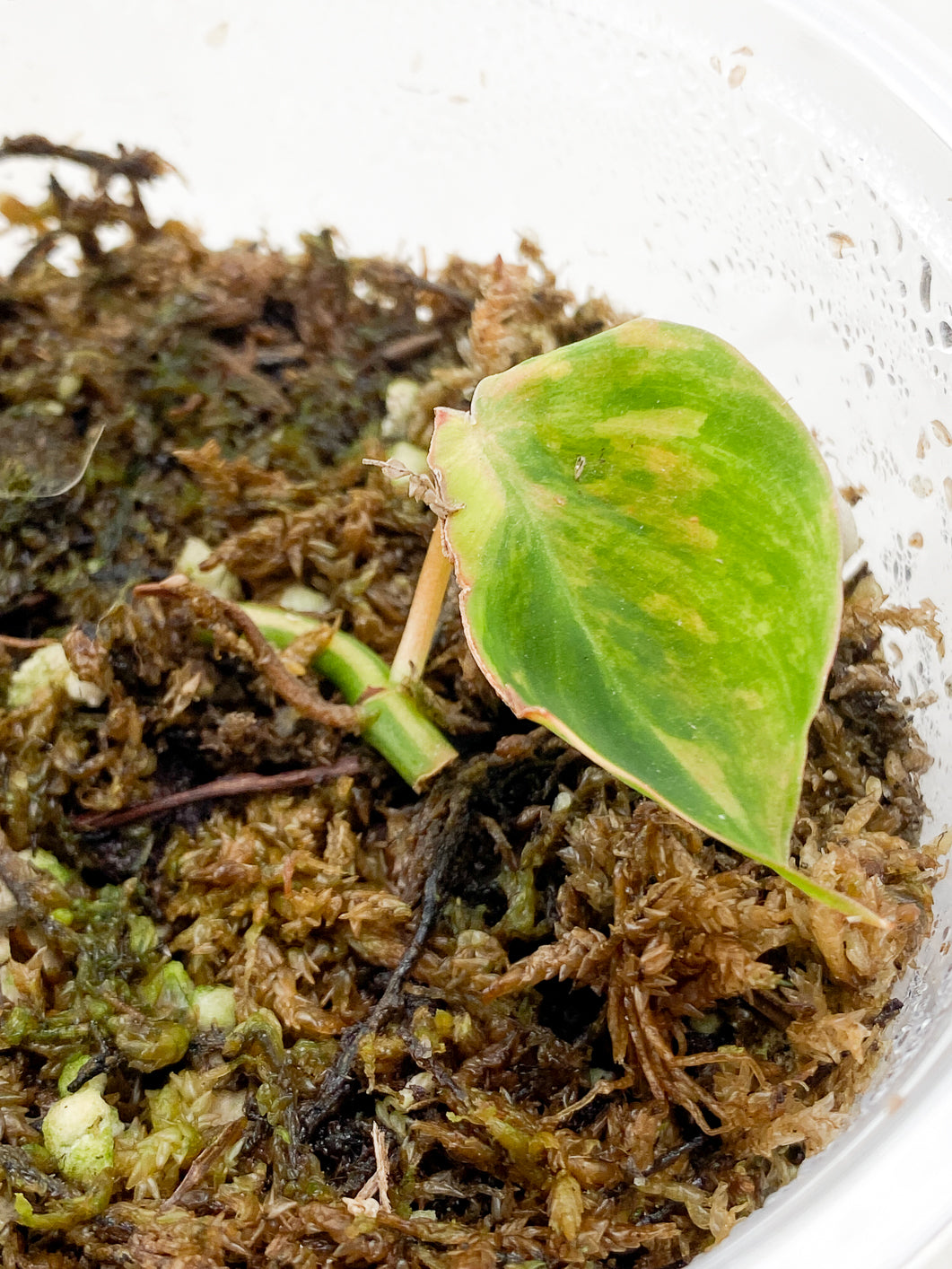 Philodendron Micans Variegated 1 leaf rooting in moss