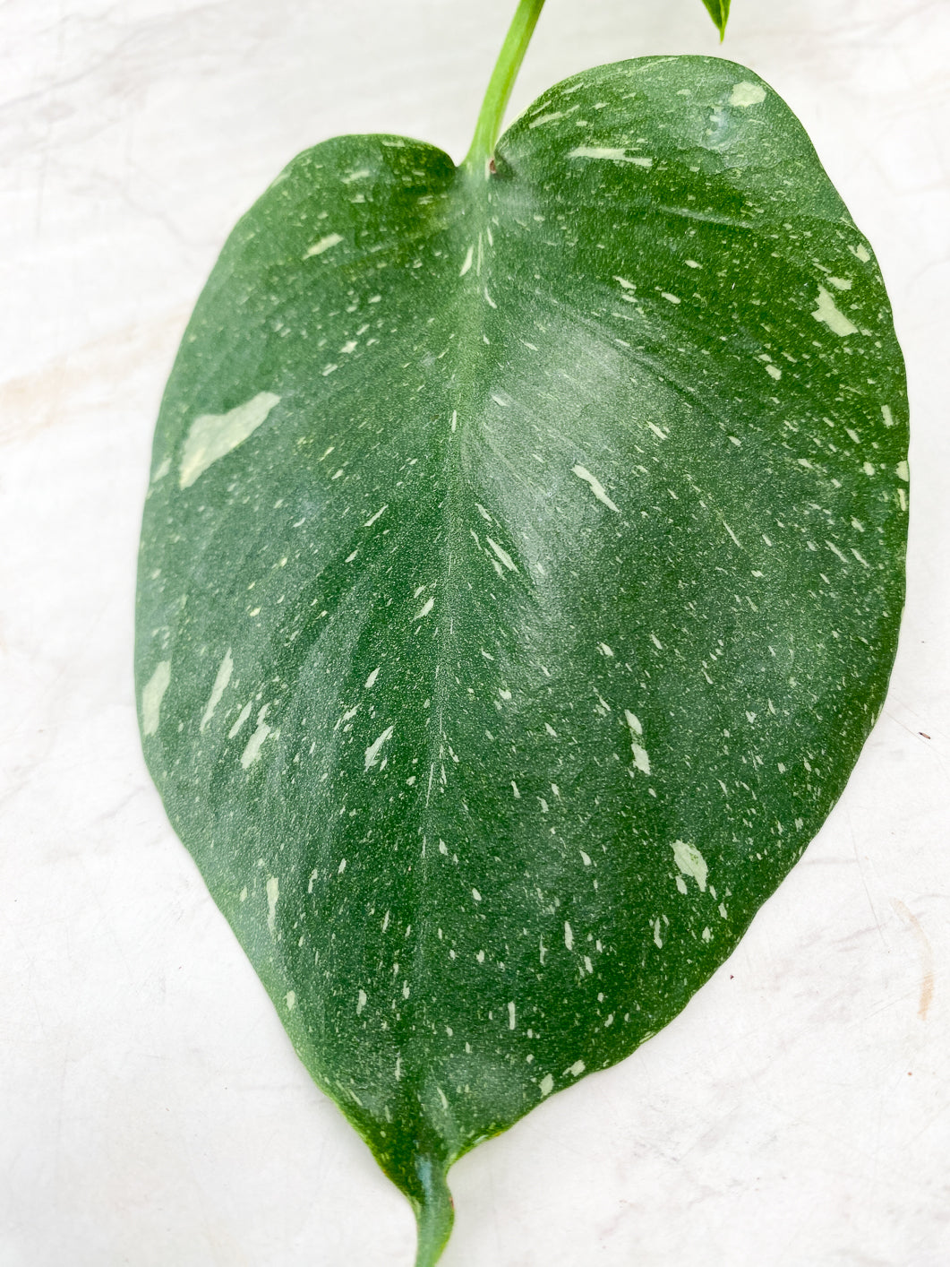 Monstera Thai Constellation 2 leaf top cutting