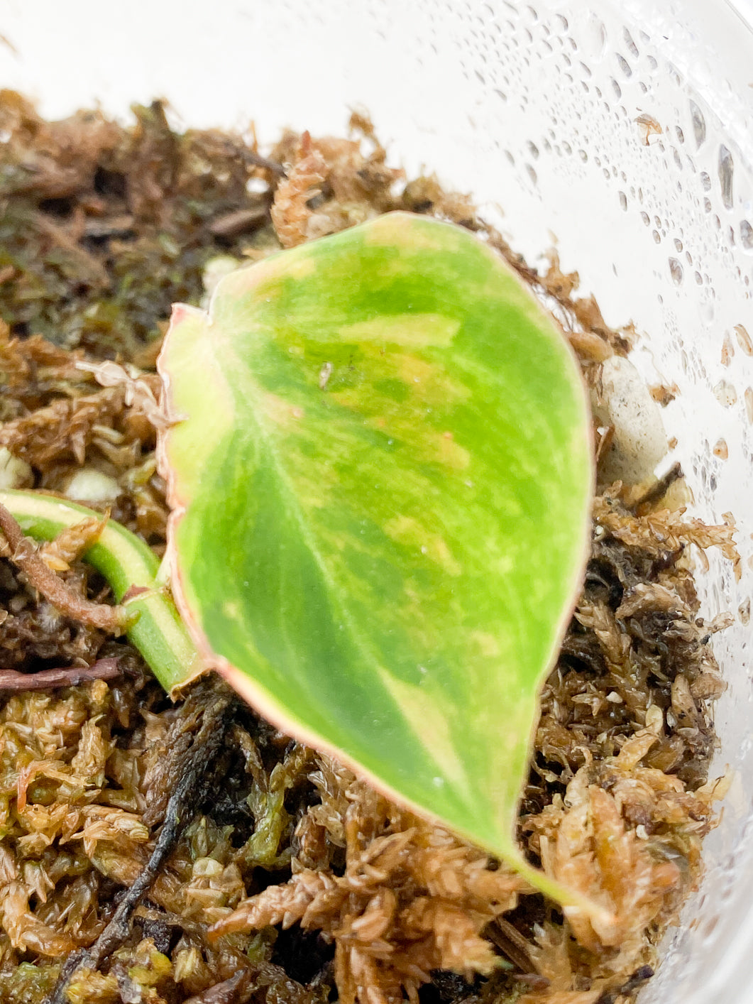 Philodendron Micans Variegated 1 leaf rooting in moss
