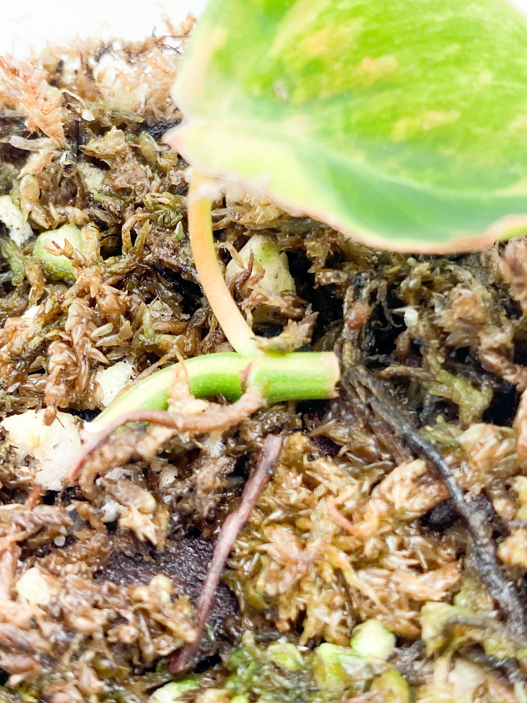 Philodendron Micans Variegated 1 leaf rooting in moss